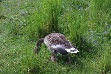 wildvogel