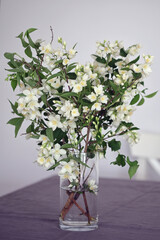 Spring jasmine flower in vase