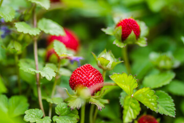 Ripe fruits of wild forest strawberries