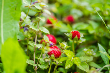 Ripe fruits of wild forest strawberries