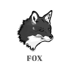 fox vector illustration