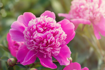 Large pink peony flower blooms in the garden, close-up