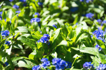 Gentiana cruciata Latin Gentiana cruciata. Garden decorative flower. Blue spring flowers