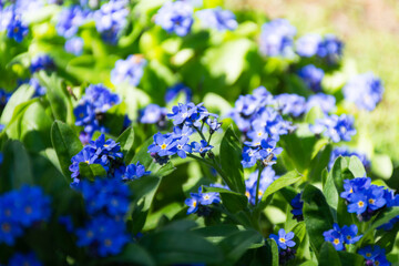 Gentiana cruciata Latin Gentiana cruciata. Garden decorative flower. Blue spring flowers
