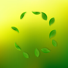 Falling green leaves. Fresh tea neat leaves flying