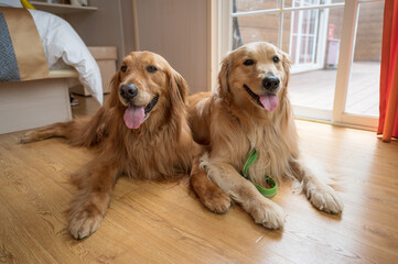 Two golden retriever dogs lying on the floor together