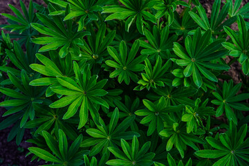 Naklejka na ściany i meble Green leaves of plants - texture of nature