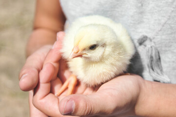 A small fluffy cute baby chick being held in a child's hands