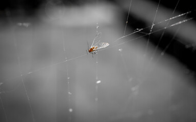 black and white macro photography of a small orange insect that is trapped in a spider web and...
