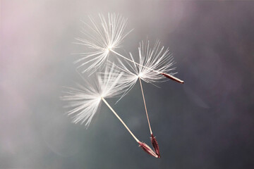 White flying dandelion fluffs on a dark background with bokeh. Macro