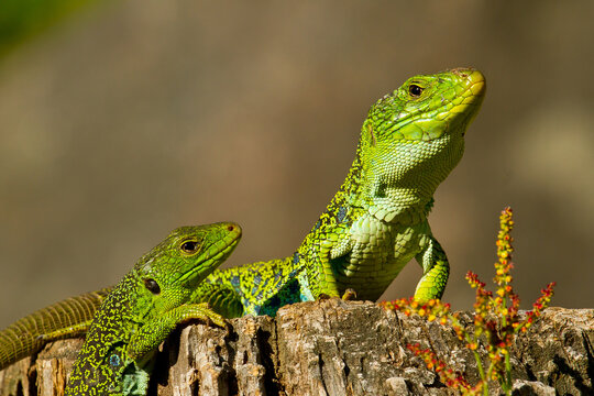   lagarto ocelado  (Timon lepidus), macho y hembra sobre el tronco con fondo gris.