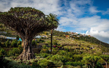 Fototapeta na wymiar famous world heritage candidate 1000 years old dragon tree drago milenario in front of the hills of the popular canary town icod de los vinos, tenerife