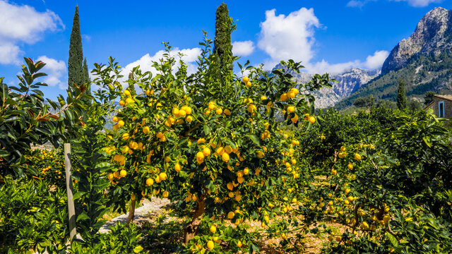 a mediterranean lemon tree full of ripened flavorful lemons outside in the idyllic mountain valley soller in the sunshine