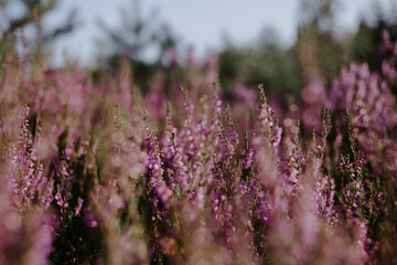 heather flowers in sunny days