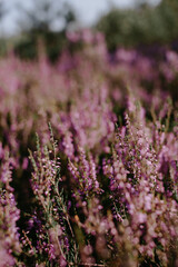 heather flowers in sunny days