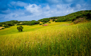 vista of a serene juicy oat meadow with a tree outside in the sunlight and nice cloudscape nearby es grau, minorca