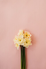 Narcissus flowers bouquet on pink background. Flat lay, top view floral festive holiday concept