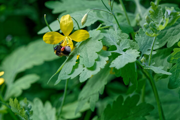 L'abeille butine la fleur jaune de chélidoine - France