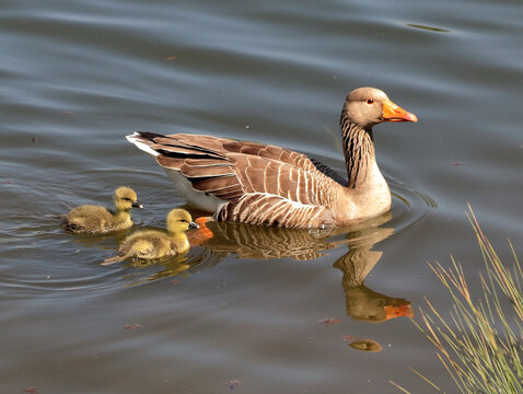 Greylag Goose (Anser anser) - Powered by Adobe