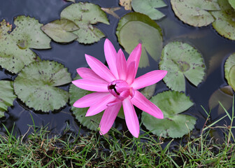 Top view of Pink lotus blooming in lotus pond