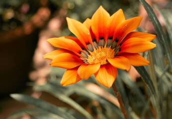 close up of Gazania flower or african daisy in a garden. Beautiful Orange Yellow Blue and Black...
