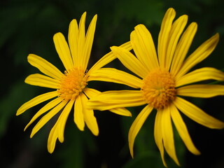 yellow daisy flower