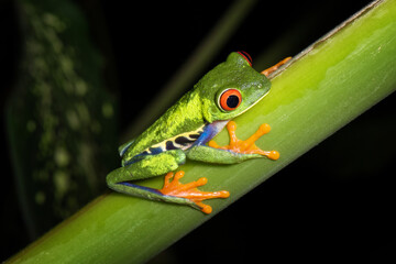 Night photography of a Red-eyed tree frog or leaf frog, or Gaudy Leaf Frog (Agalychnis callidryas)  posing on a stem of a tropical plant. Nature colors. Frogs of Costa Rica. Tirtuguero national park.