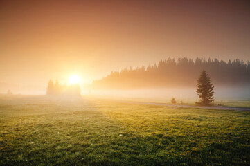 Idyllic misty pasture in the sunlight. Locations place Durmitor National park, Montenegro, Balkans, Europe.