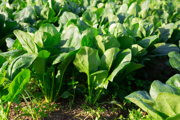 Rows of green spinach on a field