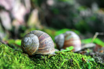 Garden snail on green moss in summer forest, soft selective focus