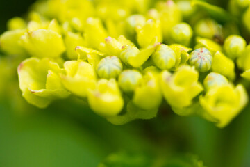 梅雨時に咲くアジサイの花