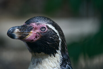 Pinguin