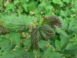 Curled currant leaf from fungal disease or aphids. Symptoms of damage - twisted and redness leaves...