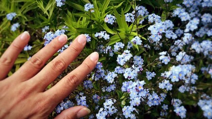 Close-up of woman's hand touching beautiful blue forget-me-not flowers. Feeling the wonderfull world through the skin. Tactile sensations