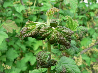 Curled currant leaf from fungal disease or aphids. Symptoms of damage - twisted and redness leaves...