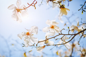 Gorgeous lush magnolia flowers in sunlight against blue sky.