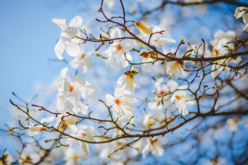 Gorgeous lush magnolia flowers in sunlight against blue sky.