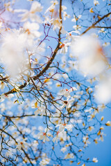 Gorgeous lush magnolia flowers in sunlight against blue sky.