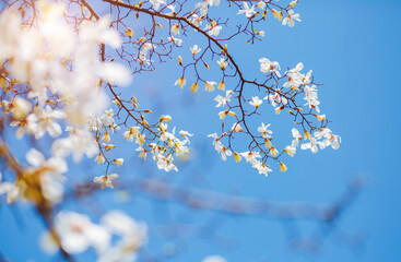 Gorgeous lush magnolia flowers in sunlight against blue sky.
