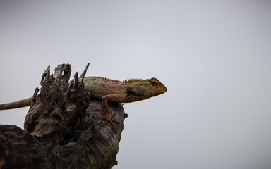 Landscape Iguana in tree. Selective focus. Shallow depth of field. Background blur.