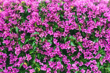 Delightful lush flowers in sunlight on the wall.