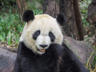 Giant Panda eating bamboo sticks in Chengdu Research Base of Giant Panda Breeding