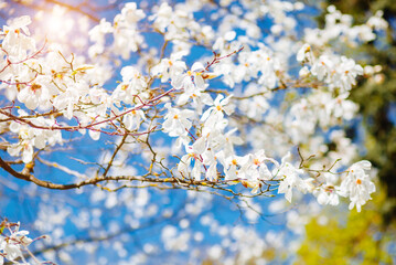 Gorgeous lush magnolia flowers in sunlight against blue sky.