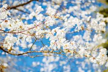 Gorgeous lush magnolia flowers in sunlight against blue sky.