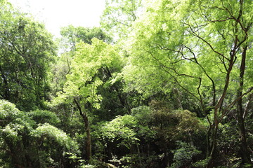 日本の山奥の景色