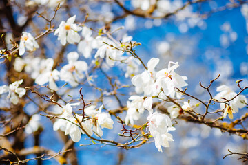 Gorgeous lush magnolia flowers in sunlight against blue sky.