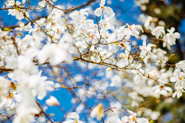 Gorgeous lush magnolia flowers in sunlight against blue sky.