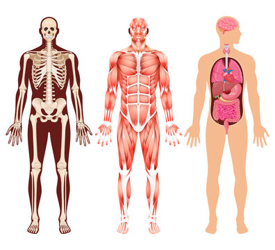Human organ skeleton and muscular system vector illustrations.