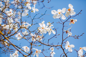 Gorgeous lush magnolia flowers in sunlight against blue sky.