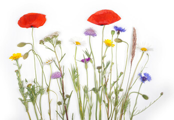 Bouquet of wild flowers isolated on white background. Field flowers pure natural and nice for insects and decorative.